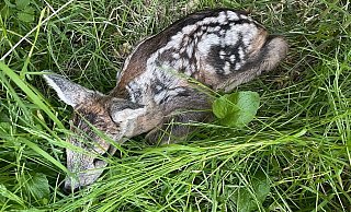 Dieses etwa zwei Tage alte Rehkitz haben Kinder von einer Wiese aufgelesen und mitgenommen. - Privat Dieses etwa zwei Tage alte Rehkitz haben Kinder von einer Wiese aufgelesen und mitgenommen. - Privat