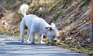 Spürnase: In Bad Karlshafen gibt es bald einen Krimispaziergang für Hundehalter. - (Symbolbild) Pixabay Spürnase: In Bad Karlshafen gibt es bald einen Krimispaziergang für Hundehalter. - (Symbolbild) Pixabay