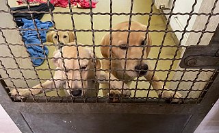 Die sichergestellten Junghunde, die bei ihrer Ankunft verwurmt, voller Milben und traumatisiert waren, haben sich im Tierheim gut erholt. Alle sind vermittelt. - Tierheim Bielefeld Die sichergestellten Junghunde, die bei ihrer Ankunft verwurmt, voller Milben und traumatisiert waren, haben sich im Tierheim gut erholt. Alle sind vermittelt. - Tierheim Bielefeld
