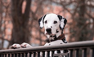 Die Hundesteuer wird nicht gesenkt, obwohl die Stadt erstmals seit 2001 mit schwarzen Zahlen im Haushalt plant. - Pixabay Die Hundesteuer wird nicht gesenkt, obwohl die Stadt erstmals seit 2001 mit schwarzen Zahlen im Haushalt plant. - Pixabay