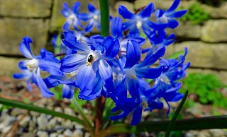 Blausterne bieten kleinen Insekten erste Nahrung - und prägen jetzt in Bielefeld viele Flächen. - Kurt Ehmke Blausterne bieten kleinen Insekten erste Nahrung - und prägen jetzt in Bielefeld viele Flächen. - Kurt Ehmke