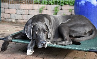 Die Mieterin verlangte nach dem Kauf der Dogge die Zustimmung ihrer Vermieterin. Das führte zu einem Prozess vor dem Amtsgericht in Paderborn. - Pixabay (Symbolfoto) Die Mieterin verlangte nach dem Kauf der Dogge die Zustimmung ihrer Vermieterin. Das führte zu einem Prozess vor dem Amtsgericht in Paderborn. - Pixabay (Symbolfoto)