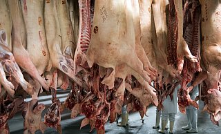 Das Foto aus dem Jahr 2017 zeigt frisch geschlachtete Schweine in einem Kühlhaus des Fleischunternehmens Tönnies. Vier Wochen nach Schließung des Betriebes wegen des Corona-Ausbruchs darf der Konzern wieder schlachten. - picture alliance / Bernd Thissen/dpa Das Foto aus dem Jahr 2017 zeigt frisch geschlachtete Schweine in einem Kühlhaus des Fleischunternehmens Tönnies. Vier Wochen nach Schließung des Betriebes wegen des Corona-Ausbruchs darf der Konzern wieder schlachten. - picture alliance / Bernd Thissen/dpa