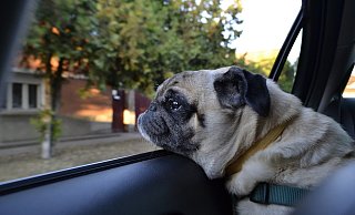 Im August hatte ein Ehepaar ihren Hund im geparkten Auto zurückgelassen, bei mehr als 30 Grad Sommerhitze. - (Symbolbild) Pixabay Im August hatte ein Ehepaar ihren Hund im geparkten Auto zurückgelassen, bei mehr als 30 Grad Sommerhitze. - (Symbolbild) Pixabay