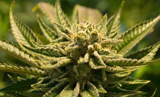 Rauschmittel und Medikament: Die Wirksamkeit von Cannabis in der Schmerztherapie ist nachgewiesen. - Pixabay (Symbolbild) Rauschmittel und Medikament: Die Wirksamkeit von Cannabis in der Schmerztherapie ist nachgewiesen. - Pixabay (Symbolbild)