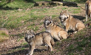 Der Wolf wird von Gegnern vehement abgelehnt. Sie sehen ihn der Rückkehr des Tieres eine Gefahr für die Kulturlandschaft. - Simone Flörke Der Wolf wird von Gegnern vehement abgelehnt. Sie sehen ihn der Rückkehr des Tieres eine Gefahr für die Kulturlandschaft. - Simone Flörke
