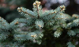 Ein heruntergefallener Tannenbaum sorgt für einen Unfall. - Pixabay (Symbolbild) Ein heruntergefallener Tannenbaum sorgt für einen Unfall. - Pixabay (Symbolbild)