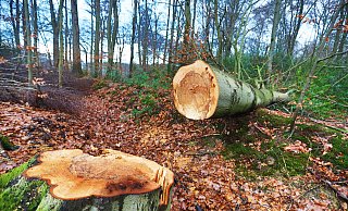 Den Wald wollen alle eigentlich erhalten und stärken. Doch über den Weg dahin streiten die Politiker. - Sarah Jonek Den Wald wollen alle eigentlich erhalten und stärken. Doch über den Weg dahin streiten die Politiker. - Sarah Jonek