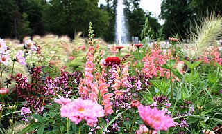 Blumenpracht und Waldidylle: In Bad Lippspringe ist die Gartenschau ein Anziehungspunkt für Besucher. - Gartenschau Bad Lippspringe Blumenpracht und Waldidylle: In Bad Lippspringe ist die Gartenschau ein Anziehungspunkt für Besucher. - Gartenschau Bad Lippspringe
