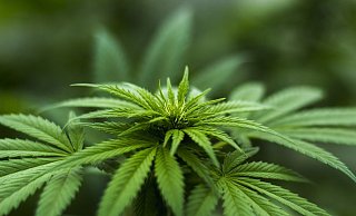 - Pixabay / Herbalhemp - Pixabay / Herbalhemp