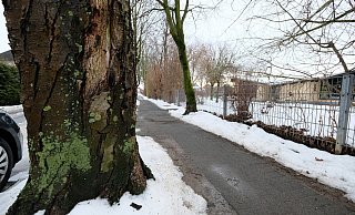 Wegen eines starken Bakterienbefalls der Rinde ("Pseudomonas") werden zwei Rosskastanien an der Kita Sprungbrett in Elsen in diesem Jahr im Auftrag des Grünflächenamtes der Stadt Paderborn gefällt. - Hans-Hermann Igges Wegen eines starken Bakterienbefalls der Rinde ("Pseudomonas") werden zwei Rosskastanien an der Kita Sprungbrett in Elsen in diesem Jahr im Auftrag des Grünflächenamtes der Stadt Paderborn gefällt. - Hans-Hermann Igges