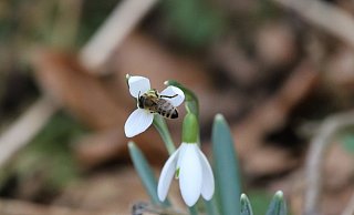Die Schneeglöckchen stehen schon in der Blüte. - Troels Rasmussen Die Schneeglöckchen stehen schon in der Blüte. - Troels Rasmussen