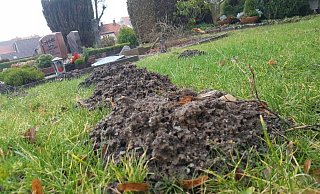 Hügel in Reihe: Der Maulwurf auf dem Burgfriedhof zieht zwischen den Gräbern eine gerade Linie. - Dieter Scholz Hügel in Reihe: Der Maulwurf auf dem Burgfriedhof zieht zwischen den Gräbern eine gerade Linie. - Dieter Scholz