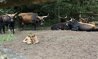 Die "Auerochsen" im Eiszeitlichen Wildgehege sind Nachzüchtungen der Rasse, die vor Hunderten Jahren ausgestorben ist. - Jan Husmann Die "Auerochsen" im Eiszeitlichen Wildgehege sind Nachzüchtungen der Rasse, die vor Hunderten Jahren ausgestorben ist. - Jan Husmann