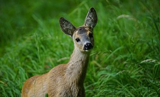 „Erlegtes Wild sollte möglichst schnell aufgebrochen und die inneren Organe entnommen werden", teilt Lea Hopmann von der Unteren Jagdbehörde mit. - Symbolfoto/ Pixabay „Erlegtes Wild sollte möglichst schnell aufgebrochen und die inneren Organe entnommen werden", teilt Lea Hopmann von der Unteren Jagdbehörde mit. - Symbolfoto/ Pixabay