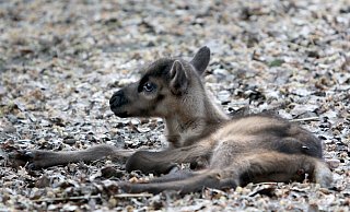 Rentiernachwuchs Paul ist eine Überraschung für das Tierpark-Team. Paul ist noch sehr zurückhaltend. - Frank-Michael Kiel-Steinkamp Rentiernachwuchs Paul ist eine Überraschung für das Tierpark-Team. Paul ist noch sehr zurückhaltend. - Frank-Michael Kiel-Steinkamp