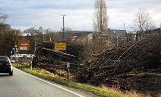 An der Umgehungsstraße werden derzeit im Bereich der Füllenbruchstraße Bäume und Sträucher gefällt. - Björn Kenter An der Umgehungsstraße werden derzeit im Bereich der Füllenbruchstraße Bäume und Sträucher gefällt. - Björn Kenter