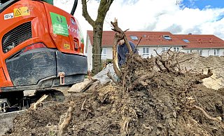 Ein Bagger buddelt eine Wurzel aus dem Boden. - Stefan Becker Ein Bagger buddelt eine Wurzel aus dem Boden. - Stefan Becker