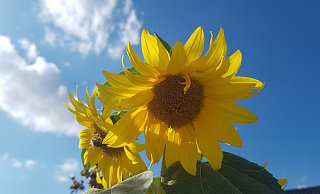 Sonnenblume Sommer Sommerwetter - David Schellenberg Sonnenblume Sommer Sommerwetter - David Schellenberg