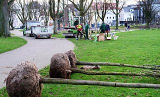Knapp acht Monate nach dem verheerenden Tornado wurden die ersten neun neuen Laubbäume im Riemekepark geplanzt. - Ralph Meyer Knapp acht Monate nach dem verheerenden Tornado wurden die ersten neun neuen Laubbäume im Riemekepark geplanzt. - Ralph Meyer