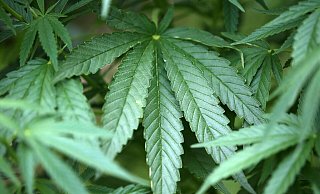 Hanf-Pflanzen (Cannabis) wachsen in einem Garten. - Oliver Berg/dpa Hanf-Pflanzen (Cannabis) wachsen in einem Garten. - Oliver Berg/dpa