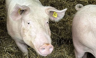 Die Afrikanische Schweinepest (ASP) ist in Olpe und zuletzt auch im Kreis Siegen-Wittgenstein bestätigt worden. Die Schutzmaßnahmen in NRW laufen auf Hochtouren. - Westfälisch-Lippischer Landwirtschaftsverband Die Afrikanische Schweinepest (ASP) ist in Olpe und zuletzt auch im Kreis Siegen-Wittgenstein bestätigt worden. Die Schutzmaßnahmen in NRW laufen auf Hochtouren. - Westfälisch-Lippischer Landwirtschaftsverband
