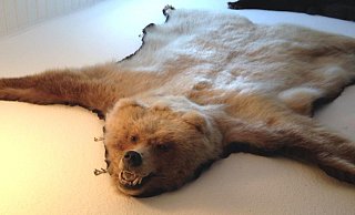 So sieht das gestohlene Bärenfell aus. - Polizei Minden-Lübbecke So sieht das gestohlene Bärenfell aus. - Polizei Minden-Lübbecke