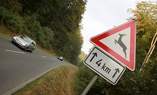 Achtung: Die Polizei warnt vor Wildunfällen. - David Schellenberg Achtung: Die Polizei warnt vor Wildunfällen. - David Schellenberg