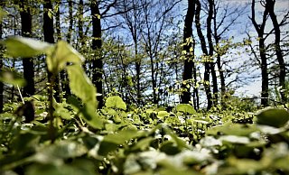 „Die SPD hat sich lange dafür eingesetzt, den 80 Jahre alten Mischwald samt Insekten und Vögeln zu schützen." - Symbolfoto/Pixabay „Die SPD hat sich lange dafür eingesetzt, den 80 Jahre alten Mischwald samt Insekten und Vögeln zu schützen." - Symbolfoto/Pixabay