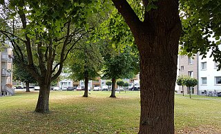 Gemäß der Baumschutzordnung wäre es in Paderborn verboten, geschützte Bäume zu entfernen, zu zerstören, zu schädigen, oder ihren Aufbau wesentlich zu verändern. - Birger Berbüsse Gemäß der Baumschutzordnung wäre es in Paderborn verboten, geschützte Bäume zu entfernen, zu zerstören, zu schädigen, oder ihren Aufbau wesentlich zu verändern. - Birger Berbüsse