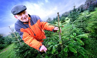 Nomen est omen: Manfred Grünebaum startet am 10. Dezember in St. Vit seinen Weihnachtsbaumverkauf ab Hof. - Andreas Frücht Nomen est omen: Manfred Grünebaum startet am 10. Dezember in St. Vit seinen Weihnachtsbaumverkauf ab Hof. - Andreas Frücht
