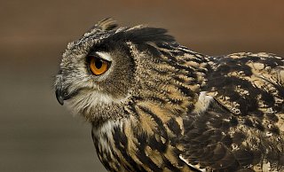 In der laufenden Seuchenzug-Saison ist der tote Uhu der erste Fund eines infizierten Wildtieres im Kreis Gütersloh. - Symbolfoto/ Pixabay In der laufenden Seuchenzug-Saison ist der tote Uhu der erste Fund eines infizierten Wildtieres im Kreis Gütersloh. - Symbolfoto/ Pixabay