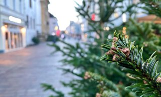 Bei den Bäumen handelt sich um Nordmann- und Balsamtannen von einer ostwestfälischen Plantage. - Stadt Paderborn Bei den Bäumen handelt sich um Nordmann- und Balsamtannen von einer ostwestfälischen Plantage. - Stadt Paderborn