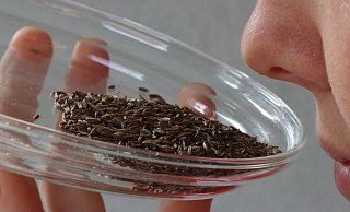 Essen schmeckt nur gut, wenn der Geruchssinn funktioniert. - Symbolfoto/Alexander Graßhoff Essen schmeckt nur gut, wenn der Geruchssinn funktioniert. - Symbolfoto/Alexander Graßhoff