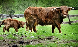 Hochlandrinder stehen in Bünde auch an anderer Stelle an der Else. Im Doberg sollen Vertreter dieser ältesten registrierten Viehrasse auch bald weiden. Sie gelten als „halbe Wildtiere“ und werden häufig in Beweidungsprojekten eingesetzt. - Barbara Franke Hochlandrinder stehen in Bünde auch an anderer Stelle an der Else. Im Doberg sollen Vertreter dieser ältesten registrierten Viehrasse auch bald weiden. Sie gelten als „halbe Wildtiere“ und werden häufig in Beweidungsprojekten eingesetzt. - Barbara Franke
