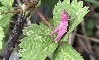 Im Wiehengebirge hat der Bad Oeynhausener Rouven Bröer diesen Grashüpfer entdeckt. Die rosa Farbe hat das Insekt einer Genmutation zu verdanken. - Rouven Bröer Im Wiehengebirge hat der Bad Oeynhausener Rouven Bröer diesen Grashüpfer entdeckt. Die rosa Farbe hat das Insekt einer Genmutation zu verdanken. - Rouven Bröer