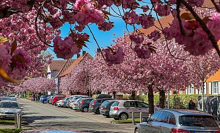 Die Allee Auf dem langen Kampe erstrahlt in voller Kirschblütenpracht. Am Wochenende findet dort ein Straßenfest im 5. Kanton statt. - Andreas Zobe Die Allee Auf dem langen Kampe erstrahlt in voller Kirschblütenpracht. Am Wochenende findet dort ein Straßenfest im 5. Kanton statt. - Andreas Zobe