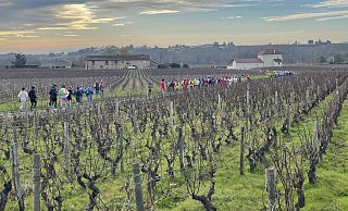 Morgens war es noch ganz schön frisch als es für die Läufer durch die Weinberge ging. - Carola Drabon Morgens war es noch ganz schön frisch als es für die Läufer durch die Weinberge ging. - Carola Drabon