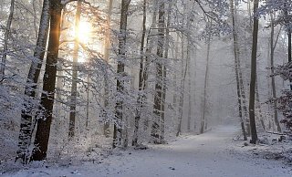 Sieht's so bald im Teutoburger Wald aus? - Pixabay Sieht's so bald im Teutoburger Wald aus? - Pixabay