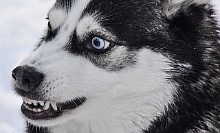 Zwei Huskys haben Alpakas gejagt. - Symbolbild: Pixabay Zwei Huskys haben Alpakas gejagt. - Symbolbild: Pixabay