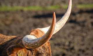 Ein unerwarteter Anblick erwartet Spaziergänger mitten im Teuto an der Bielefelder Waterbör. - Andreas Zobe Ein unerwarteter Anblick erwartet Spaziergänger mitten im Teuto an der Bielefelder Waterbör. - Andreas Zobe
