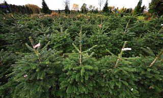 Bundesweit werden dem Verband zufolge jährlich zwischen 23 und 25 Millionen Weihnachtsbäume verkauft. (Archivfoto) - Karl-Josef Hildenbrand/dpa Bundesweit werden dem Verband zufolge jährlich zwischen 23 und 25 Millionen Weihnachtsbäume verkauft. (Archivfoto) - Karl-Josef Hildenbrand/dpa