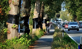 Weil die Bäume entlang der B 61 mit weißer Farbe bemalt wurden, hat Straßen.NRW die Linden mit Folie umwickelt - um Autofahrer nicht abzulenken. - Andreas Frücht Weil die Bäume entlang der B 61 mit weißer Farbe bemalt wurden, hat Straßen.NRW die Linden mit Folie umwickelt - um Autofahrer nicht abzulenken. - Andreas Frücht