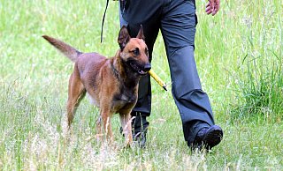 Der Vermisste wurde mehrmals mit Personenspürhunden gesucht. - (Symbolbild): Marc Köppelmann Der Vermisste wurde mehrmals mit Personenspürhunden gesucht. - (Symbolbild): Marc Köppelmann
