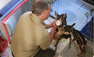 Die Fotos dürfen nur auf Entfernung gemacht werden, denn die Kitze sollen möglichst wenig Menschenkontakt haben. Außer natürlich zu Naturfilmer Robin Jähne, der die verwaisten Tierkinder mit der Flasche großziehen musste, damit sie überleben. - Astrid Sewing Die Fotos dürfen nur auf Entfernung gemacht werden, denn die Kitze sollen möglichst wenig Menschenkontakt haben. Außer natürlich zu Naturfilmer Robin Jähne, der die verwaisten Tierkinder mit der Flasche großziehen musste, damit sie überleben. - Astrid Sewing