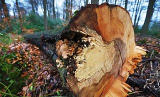 Der Regen und der Schnee haben bislang nur die oberste Bodenschicht durchfeuchtet. Die tiefen Bodenschichten sind weiterhin viel zu trocken. Sollte es nicht deutlich mehr regnen, steht den Wäldern ein schweres Jahr bevor. - Sarah Jonek Der Regen und der Schnee haben bislang nur die oberste Bodenschicht durchfeuchtet. Die tiefen Bodenschichten sind weiterhin viel zu trocken. Sollte es nicht deutlich mehr regnen, steht den Wäldern ein schweres Jahr bevor. - Sarah Jonek