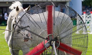 Für die Kühlung der Pferde gibt es beim CHIO Ventilatoren. - Rolf Vennenbernd/dpa Für die Kühlung der Pferde gibt es beim CHIO Ventilatoren. - Rolf Vennenbernd/dpa