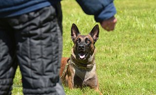 Ein Polizeihund hat sich im Wald von der Leine seines Herrchens losgerissen, einen Radler umgerissen und schwer verletzt. - Symbolfoto: Polizei Ein Polizeihund hat sich im Wald von der Leine seines Herrchens losgerissen, einen Radler umgerissen und schwer verletzt. - Symbolfoto: Polizei