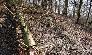 Stürzen Bäume um, hier im Wald bei Marienmünster, und landen auf einem Wander- oder Waldweg, raten Forstexperten, umzukehren - die Gefahr sei zu groß. - Sonja Vollmer Stürzen Bäume um, hier im Wald bei Marienmünster, und landen auf einem Wander- oder Waldweg, raten Forstexperten, umzukehren - die Gefahr sei zu groß. - Sonja Vollmer