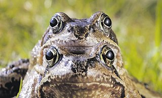 Als Paar unterwegs: Erdkrötenmännchen lassen sich von den Weibchen auf dem Rücken tragen. So gelangen sie dann als Duo zum Laichplatz. Häufig aber sterben sie auf dem Weg dorthin, weil sie von Autos überfahren werden. - Frank Grawe Als Paar unterwegs: Erdkrötenmännchen lassen sich von den Weibchen auf dem Rücken tragen. So gelangen sie dann als Duo zum Laichplatz. Häufig aber sterben sie auf dem Weg dorthin, weil sie von Autos überfahren werden. - Frank Grawe